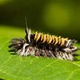 Image result for Tussock Moth Caterpillar Poisonous