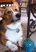 Image result for Corgi Adult Dog