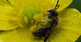 Image result for Bee Dies