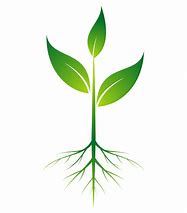 Image result for Cartoon Plant with Roots