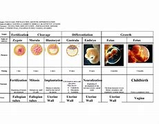 Image result for Embryonic Period of Development