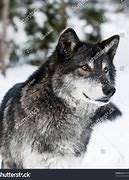 Image result for Grey Dire Wolf