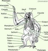 Image result for Monkey Anatomy Diagram