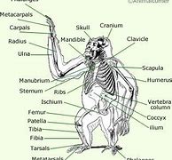 Image result for Monkey Anatomy Diagram