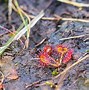 Image result for Carbon in Peat Bog