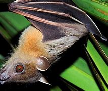 Image result for Male Fruit Bat