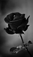 Image result for Black Rose Bushes