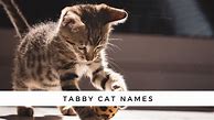 Image result for tabby cat kitten names