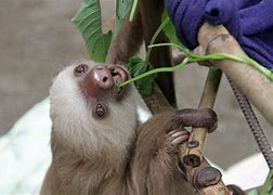 Image result for Baby Sloth Screaming