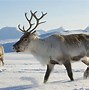 Image result for Moose Reindeer Whipsnade Zoo