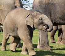 Image result for Animals in Whipsnade Zoo