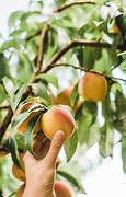 Image result for Barton Orchards Peach Picking