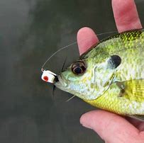 Image result for Fly Fishing with Poppers for Bluegills