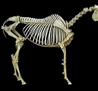 Image result for SCP Skeleton Horse