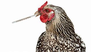 Image result for Neurologic Chickens