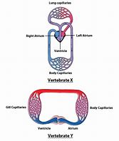 Image result for Vertebrate Circulatory System