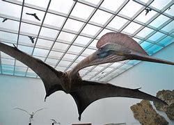 Image result for Biggest Flying Dinosaur