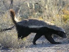 Image result for U of M Hat Animals