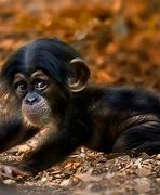 Image result for Stillborn Chimp