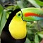 Image result for Toucan Bird Camera