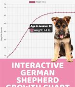 Image result for German Shepherd Growth Chart Male