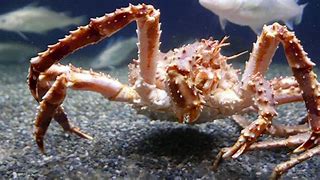 Image result for Alaskan Kng Crab