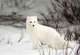 Image result for Arctic Fox HD