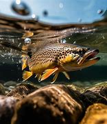 Image result for Trout Swimming