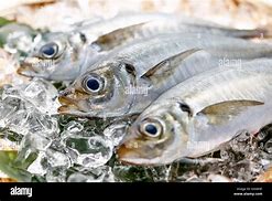 Image result for Japanese Mackerel