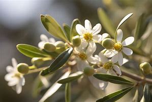 Image result for Olive Flower