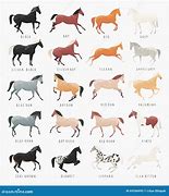 Image result for Horse Shinny Coat