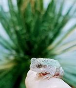 Image result for White Flower Frog