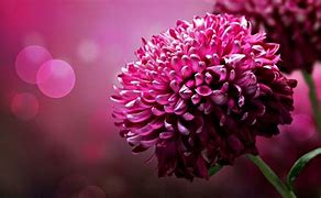 Image result for Flower Bouquet HD Images