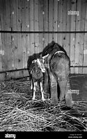 Image result for Whipsnade Zoo Elephants