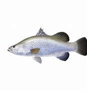 Image result for Ikan Kakap Kalimantan Barat