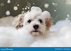 Image result for Dog Bubble Bath