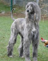 Image result for Afghan Hound Husky Mix