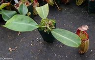 Image result for Nepenthes Burkei X Veitchii