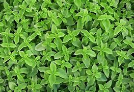 Image result for Creeping Mint Ground Cover