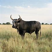 Image result for Nguni Spears