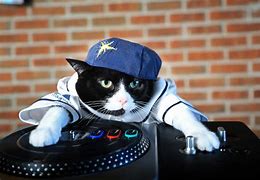 Image result for Hard House DJ Cat