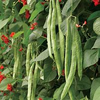 Image result for Phaseolus Vulgaris Root-Knot