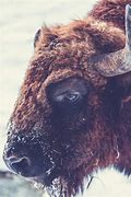 Image result for Bison vs Cow