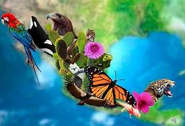 Image result for Biodiversitas Laut HD