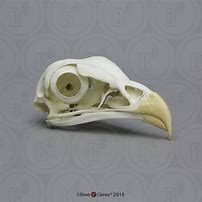 Image result for Dead Bird Bone