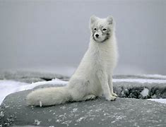 Image result for Arctic Fox HD