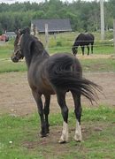 Image result for Beige Welsh Pony