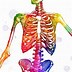 Image result for Osteon Anatomy Poster