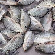 Image result for Live Tilapia Fish