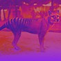 Image result for Thylacine Habitat